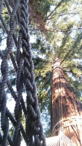 CA redwood tree