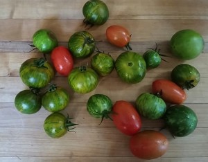 tomatoes on an island