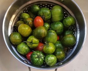 whole lot of tomatoes