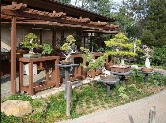 bonsai trees japanese garden